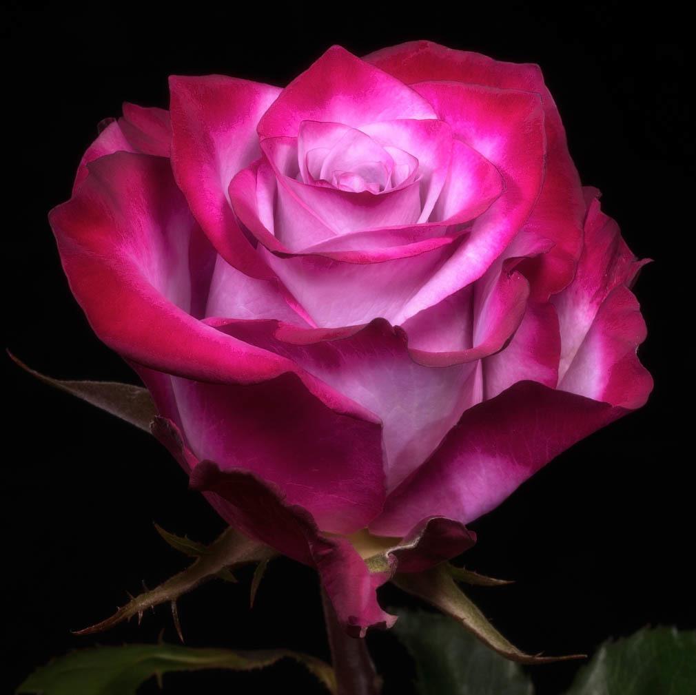 Rose profile image