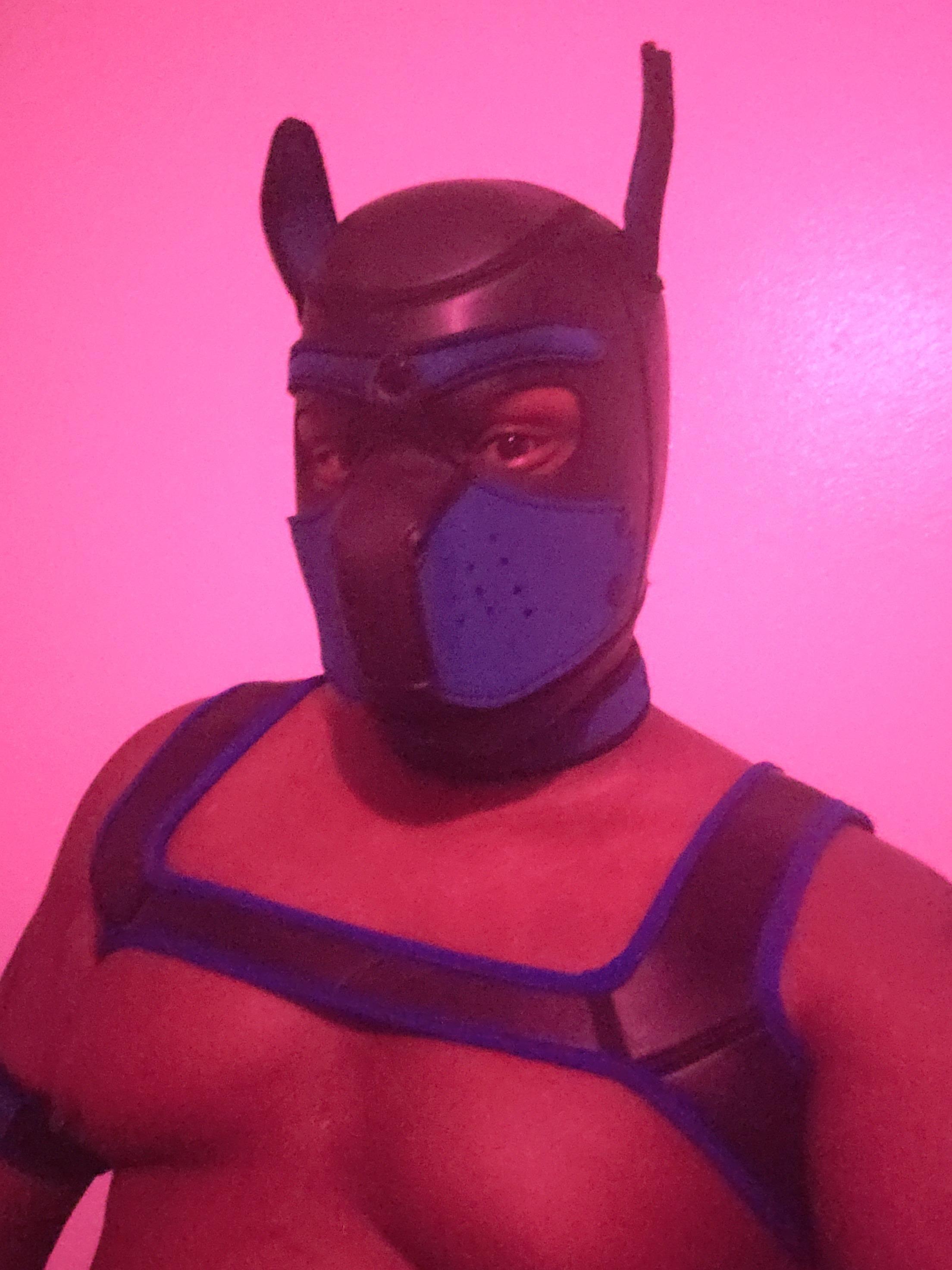 Shadow Pup profile image